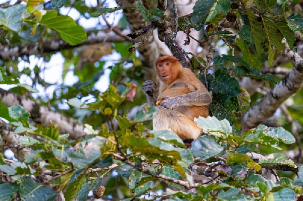 Dutch Monkey als wanddecoratie | De lachende Dutch Monkey in Borneo