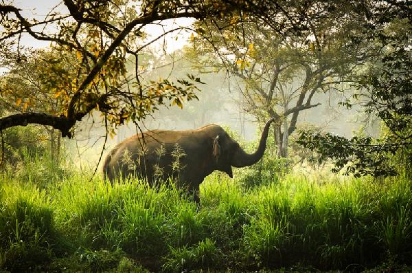 Olifant in de ochtendmist | Olifant in ochtendmist